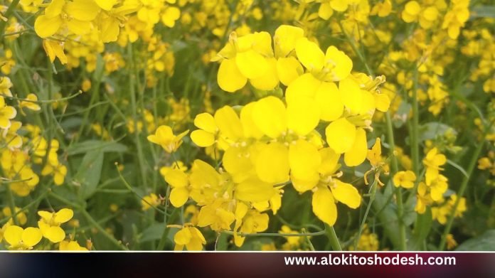 www.alokitoshodesh.com (22)