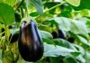 বেগুনের যত গুণ