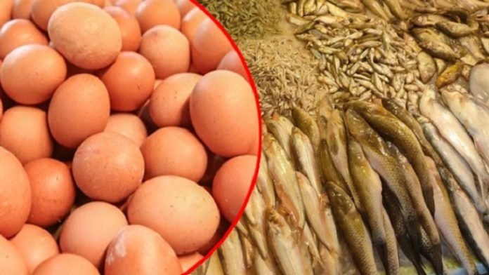 eggsfishjj